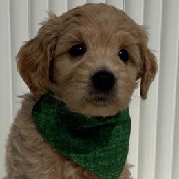 Green Boy - Apricot male Goldendoodle puppy in Newmanstown, Pennsylvania from Homespundoodles