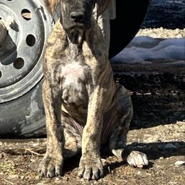 Girl 5 - Brindle Great Dane puppy in Indianola, Iowa from Bull West Kennels