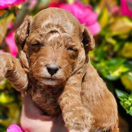 Dolly - Red  female Poodle puppy in Salem, Missouri from Meadowbrook Poodles