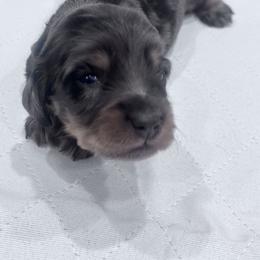 Boy 2 green collar - Dapple male Dachshund puppy in Chicago, Illinois from RGZ Doxies