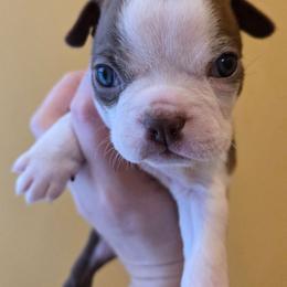 Tango - Red male Boston Terrier puppy in Omaha, Illinois from Puppi Guppies