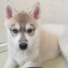 Silo - Gray and white female Siberian Husky puppy in Middlebury, Vermont from Rebel Huskys