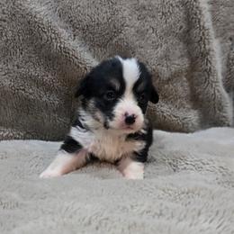 Tri Female - Black and tan female Pembroke Welsh Corgi puppy in Tenino, Washington from LoneStar Corgis NW