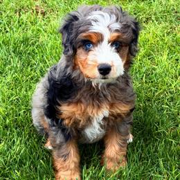 Cheyenne - Blue merle female Bernedoodle puppy in Saint Francis, Kansas from Land of Oz Doodles