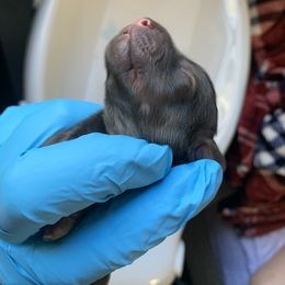 Dachshund Puppies from L & A Dachshunds