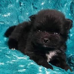 Boy 1 - Pomeranian puppy from CP Kennels
