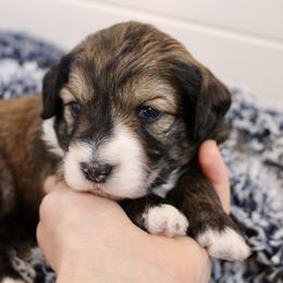 Bernedoodle, Goldendoodle, and Poodle Puppies from Raintree Standard Poodles & Mini Doodles