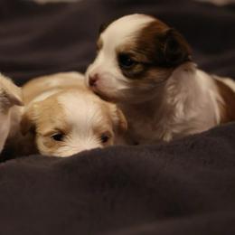 Chocolate 'Chip' - White and tan female Morkie puppy in Tucson, Arizona from Sun-Kissed Morkies