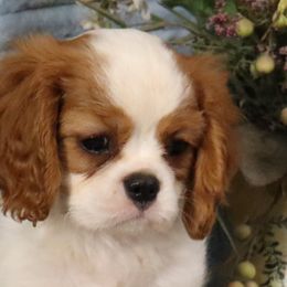Donny - Cavalier King Charles Spaniel puppy from Legend Cavaliers