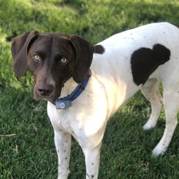 Kaya - German Shorthaired Pointer