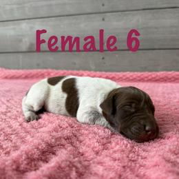 Reba - Liver roan female German Shorthaired Pointer puppy in Axton, Virginia from Red Clay Kennels
