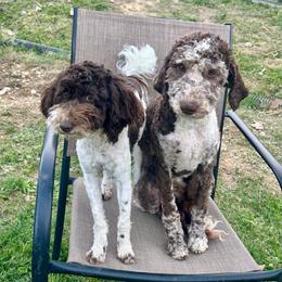 Goldendoodle puppies from Allen’s Country Doodles