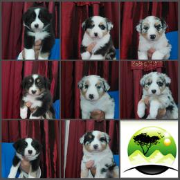Australian Shepherd Puppies from Cherangani Hills Australian Shepherds