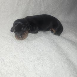 Todd - Black and tan male Dachshund puppy in Delano, Tennessee from Walker Ranch Danes & Dachshunds