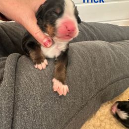 Bernese Mountain Dog Puppies from Midnight Bernese Mountain Dogs