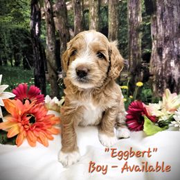 Red (Egg-Bert) - Caramel cream Labradoodle puppy in Greenville, North Carolina from Tyson's Farm Doodles