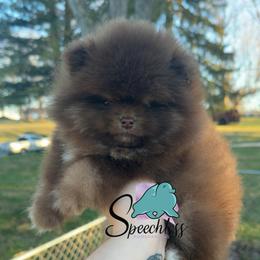 Snow - Chocolate and tan male Pomeranian puppy in Perry County, Ohio from Speechless Pom’s