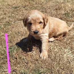Nani (1st pick female) - Golden female Golden Retriever puppy in Tenino, Washington from Oak River Goldens'