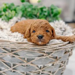 Jackson - Red  male Goldendoodle puppy in Iola, Texas from Supreme Doodles of Texas