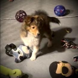 Honey Baby Girl - Sable and white female Shetland Sheepdog puppy in Germantown, Ohio from Buckeye Shelties