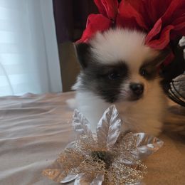 Baby boy - Black parti male Pomeranian puppy in Williamsburg, Virginia from Itty Bitty Poms