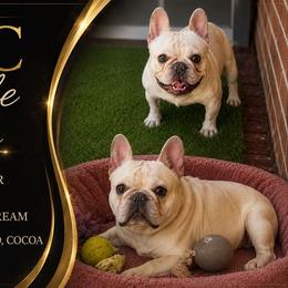 Maiko - French Bulldog