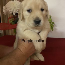 Golden Retriever Puppies from Gold 'N Dust Ranch