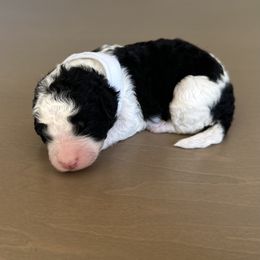Martha - Black and white female Bernedoodle puppy in Fort Wayne, Indiana from Crimson Curl Doodles