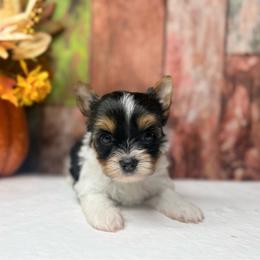 Ollie 2800 ( Small ) - Parti male Yorkshire Terrier puppy in Douglas, Georgia from South Georgia Yorkies and Biewers