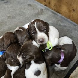 Girl 1 - Liver roan German Shorthaired Pointer puppy in Henderson, Texas from C4 Gun Dogs
