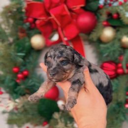 Amethyst - Merle female Bernedoodle puppy in West Jordan, Utah from Doodles Friend