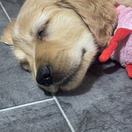 Faith - Light golden female Golden Retriever puppy in Evansville, Wyoming from Pura Vida Golden Retrievers