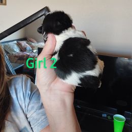 Shih Tzu Puppies from Karen Elliott