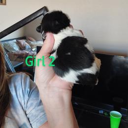 Shih Tzu Puppies from Karen Elliott