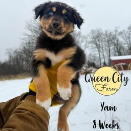 Yam (red) - Black tri-color male Australian Shepherd puppy in Falmouth, Kentucky from Queen City Farm
