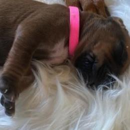 Rhodesian Ridgeback Puppies from Krystal Rhodesian Ridgebacks