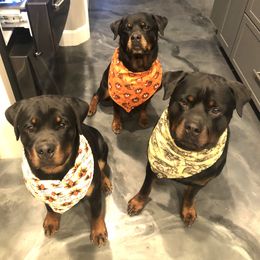 Rottweilers from Birch Creek