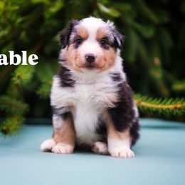 Sable - Blue merle male Miniature American Shepherd puppy in Battle Ground, Washington from Casita Miniature American Shepherds