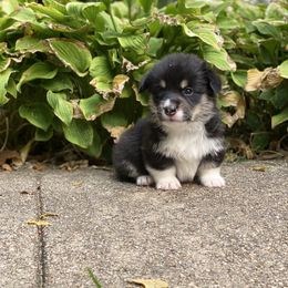 Pembroke Welsh Corgi Puppies from A&A’s Adorable Corgis