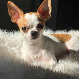 Bibi - Chihuahua