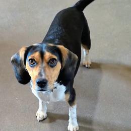 Tango - Beagle