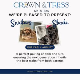 Shih Tzu puppies from Crown & Tress Shih Tzu