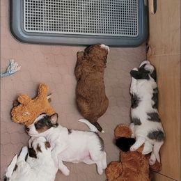 Bernedoodle and Sheepadoodle Puppies from Texas Hill Country Sheepadoodles & Bernedoodles