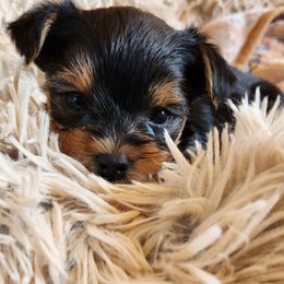 Yorkshire Terrier Puppies from Mullet Yorkies