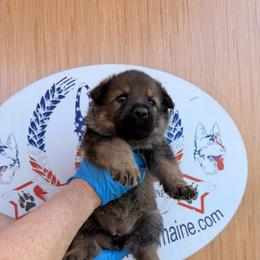 Pink collar - Sable female German Shepherd puppy in Hollis Center, Maine from Noble German Shepherds of Maine