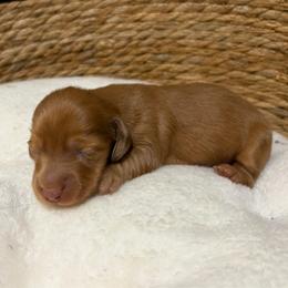 Chandler - Dapple male Dachshund puppy in Sterling, Colorado from Country Chics Doxies