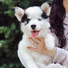 Lilo - Black and white female Pomsky puppy in Cleveland, Ohio from Lake Point Pomskies