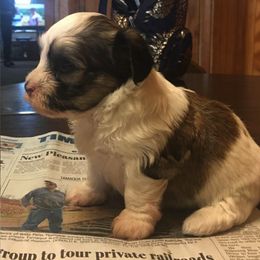 Havanese All Grown Up from Mt. Breeze