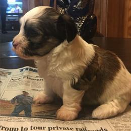 Havanese All Grown Up from Mt. Breeze