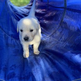 Golden Retriever Puppies from Silver Morning Farm